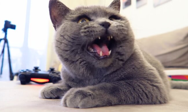 Котик, фото: Знай.ua