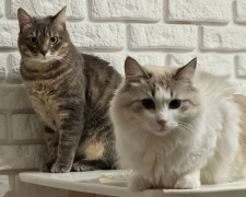 Котики, фото: Знай.ua