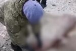 Узбережжя всипало тілами загиблих, винна інфекція: "Чума, віспа"