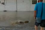 Рибалка-шкуродер влаштував полювання на коропа на затопленому ринку - палиця замість вудки