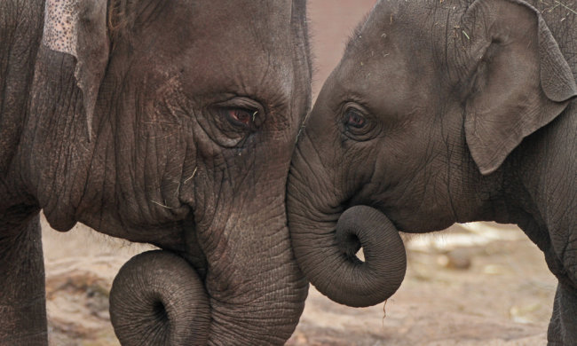 Вміють рахувати і розрізняти предмети: вчені розкрили шокуючі факти про слонів