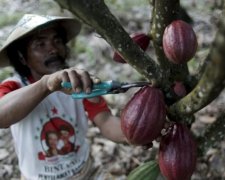 Люди, одумайтесь: самое популярное лакомство под угрозой исчезновения