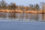 В Асканії Новій загинули птахи, facebook.com/firsov.egor