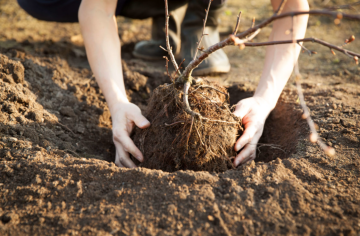 Посадка дерева, кадр из видео