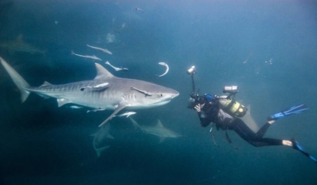 Смертельный оскал акулы в фотографиях Криса Перкинса 