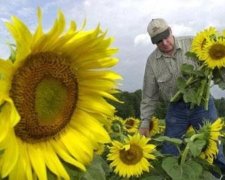 Україна зберегла світове лідерство у виробництві соняшнику