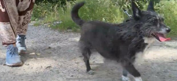 В запорожский приют вернули собаку после восьми лет жизни - надоела