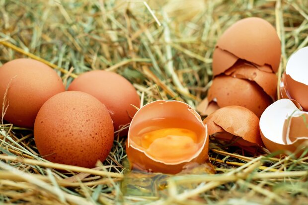 курячі яйця, фото Pxhere