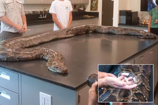 Ученые поймали и убили самую большую змею, которую они когда-либо видели