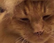 Коти із зачіскою Дональда Трампа очікують результатів виборів (фото)