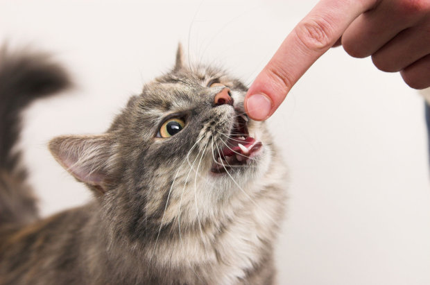 Смертоносные котики: 5 опасных болезней, которые передают нам любимые питомцы