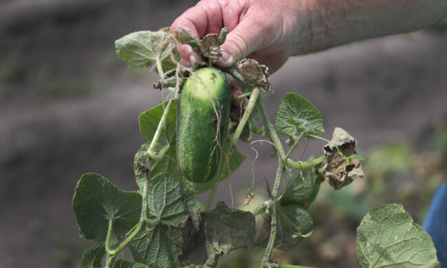 Огірки, фото: Getty Images
