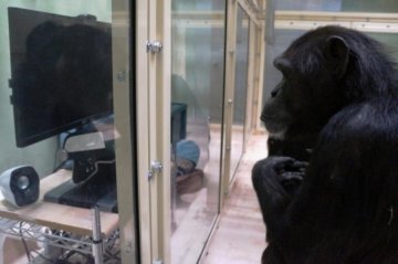 Більше не унікальні: у мавп знайшли людські риси