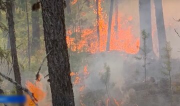 Пожары в лесах россии, скриншот из видео