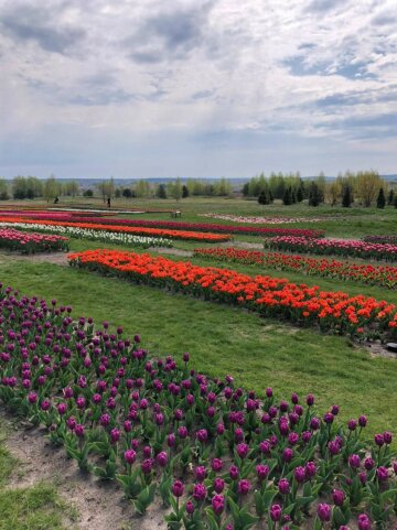 Добропарк, поле тюльпанов, фото: Знай.иа