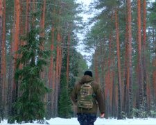 Ліс, фото: скріншот з відео