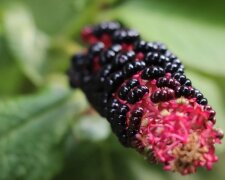 Лаконос американский с темными ягодами