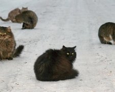 Одесские коты от голода перекрывают дороги (фото)