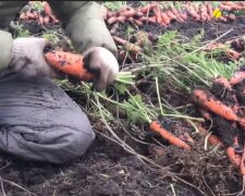 Вирощування моркви, скріншот відео