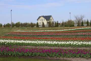 Добропарк, поле тюльпанов, фото: Знай.ua