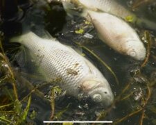 Під Дніпром село накрило жахливим смородом, людям нічим дихати – річка винесла сотні мертвих тіл