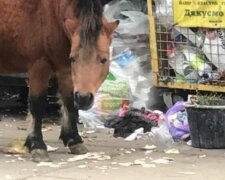 Пони возле мусорки в Броварах, фото Kyiv News: Telegram