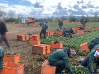 заробітчани, вкрін з відео