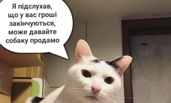 Мем с котом про деньги / фото: Pinterest