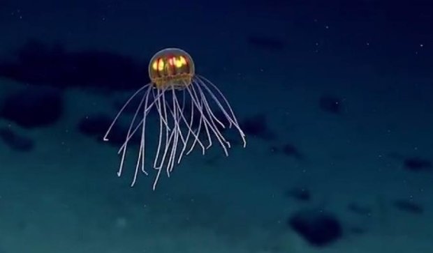 Экспедиторы открыли невероятно красивую медузу