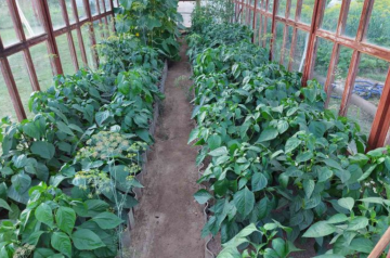 Перец, огород, кадр из видео