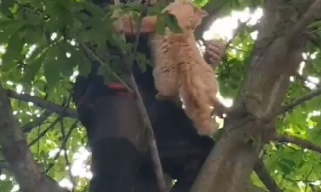 В Харькове спасли рыжее чудо, застрявшее на дереве на два дня - хозяин, найдись