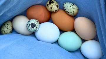 Куриные и перепелиные яйца: фото из свободных источников