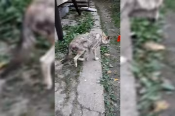 Скрін, відео YouTube
