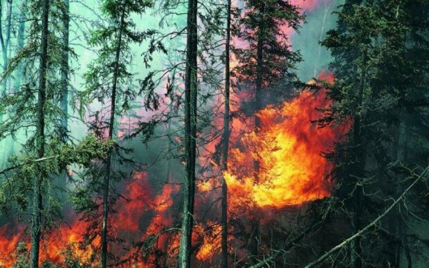 Жахливе полум'я охопило чорнобильські ліси з новою силою