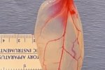 Ученые создали мышечную ткань из шпината