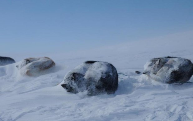 ШОК! Російський шкуродер вигнав мокрого пса на 50-градусний мороз