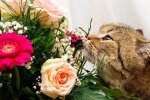 Кот и букет