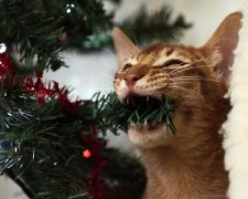 Як собаки та коти зруйнували Різдво: кумедні фото