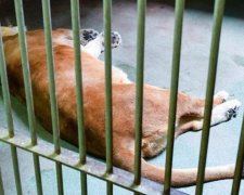 Леви до смерті налякали відвідувачів німецького зоопарку