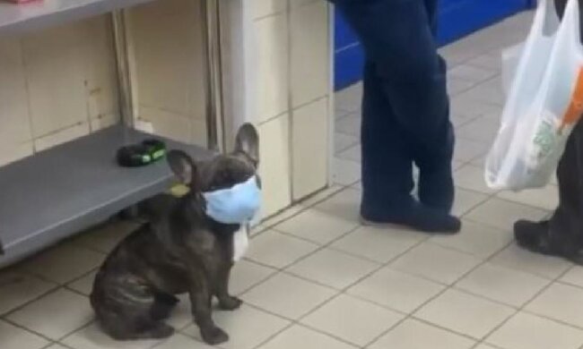 Собака в масці в "АТБ", скріншот: TikTok