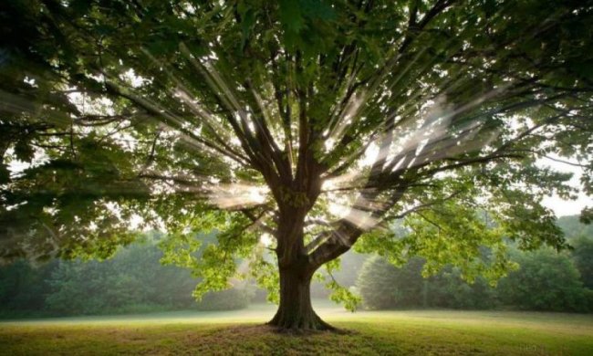 Екологи розповіли, коли технології замінять дерева