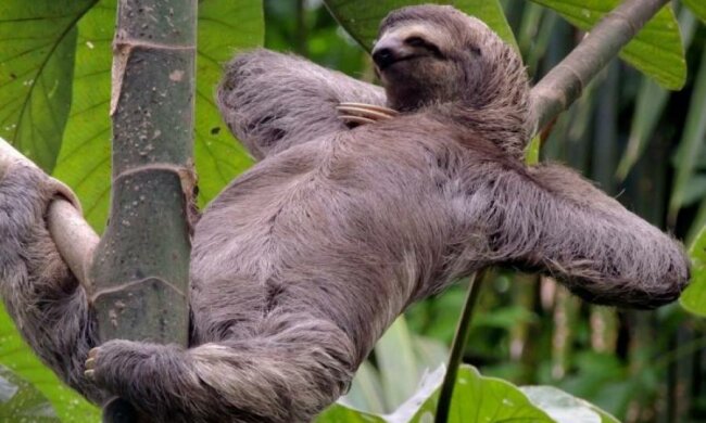 Міжнародний день ліні 2017: історія свята