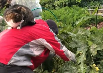 Огород, фото: скриншот из видео