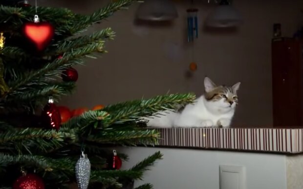 Кот и елка. Фото: скрин youtube