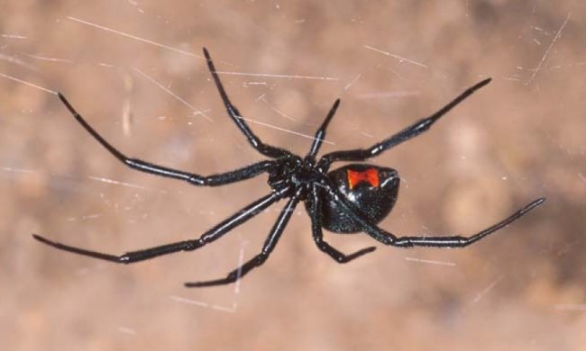 У Миколаєві зафіксовано перший напад павука-каракурта на людину