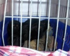 Прикордонники зловили 6 маленьких мавп