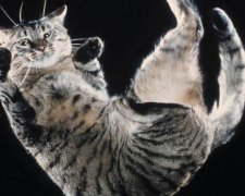 Мишу, собаку і слона скинули з хмарочоса. І ось що вийшло