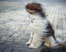 вітер, фото з вільних джерел