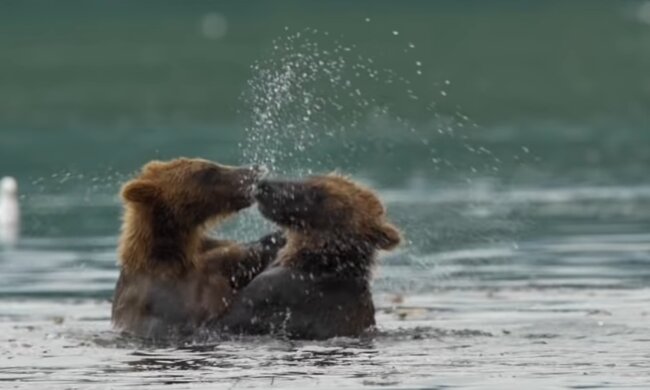 Бурые медведи, фото: Знай.ua