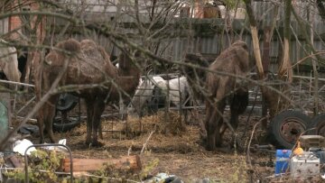 фото: Суспільне Харків